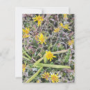 Search for flower meadow postcards Nature photography