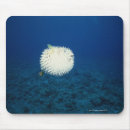 Search for surface mousepads Nature