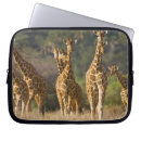 Search for herd cases Kenya