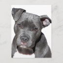 Search for pit postcards Pet