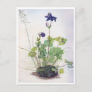 Search for aquilegia postcards Purple