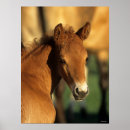 Search for headshot posters Foal