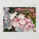 Search for mountain laurel flower postcards Connecticut