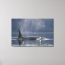 Search for orca canvas prints Wildlife