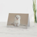Search for ragdoll kitten cards Cute