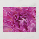 Search for macro postcards Blooming