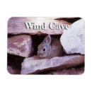 Search for cottontail magnets Rabbit