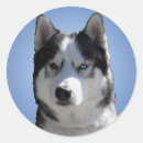 Search for malamute stickers Husky