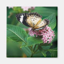 Search for winged magnets Green