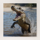 Search for crocodile puzzles Wildlife