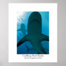 Search for shark art Underwater