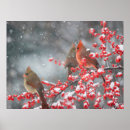 Search for northern cardinal posters Winter