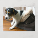Search for jack russell puppies postcards Puppy