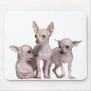 Search for hairless mousepads Animal