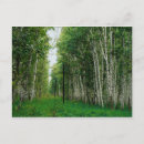 Search for birch tree postcards Green