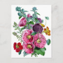 Search for hollyhocks postcards Pink