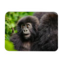 Search for animal magnets Primate