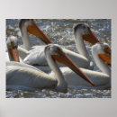 Search for pelicans art Fishing