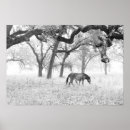 Search for black oak tree art Photograph