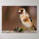 Search for goldfinch posters Wildlife