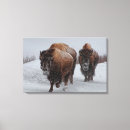 Search for bison canvas prints Wildlife