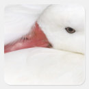 Search for plumage stickers Feather
