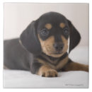 Search for dachshund tiles Animals