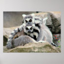 Search for cuddle posters Wildlife