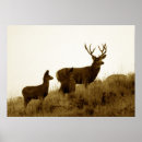 Search for wildlife photography posters Elk