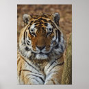 Search for panthera posters Animal