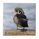 Search for log tiles Danita delimont