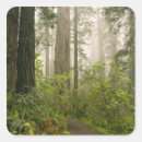Search for redwoods stickers Sequoia