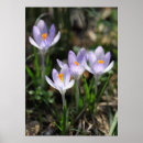 Search for crocuses posters Flower