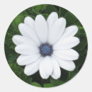 Search for daisy photo stickers Nature