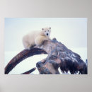 Search for jaw posters Wildlife