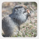 Search for grounded stickers Nature