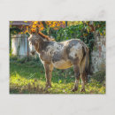 Search for spots postcards Donkey