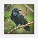 Search for raven magnets Black