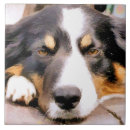 Search for collie tiles Border collies
