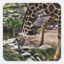Search for african mammals stickers Animal