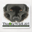 Search for newfies electronics Newfy