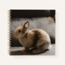 Search for dwarf notebooks Rabbit