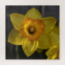 Search for daffodil puzzles Botanical