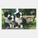 Search for collie stickers Border collie puppy