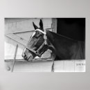 Search for black and white vintage posters Equine