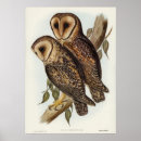 Search for barn owl posters Vintage