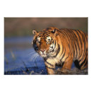Search for bengal tiger posters Carnivorous