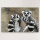 Search for lemur photography Monkey