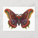 Search for vintage butterfly postcards Wings