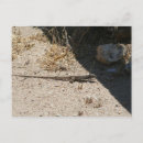 Search for lizard postcards Desert
